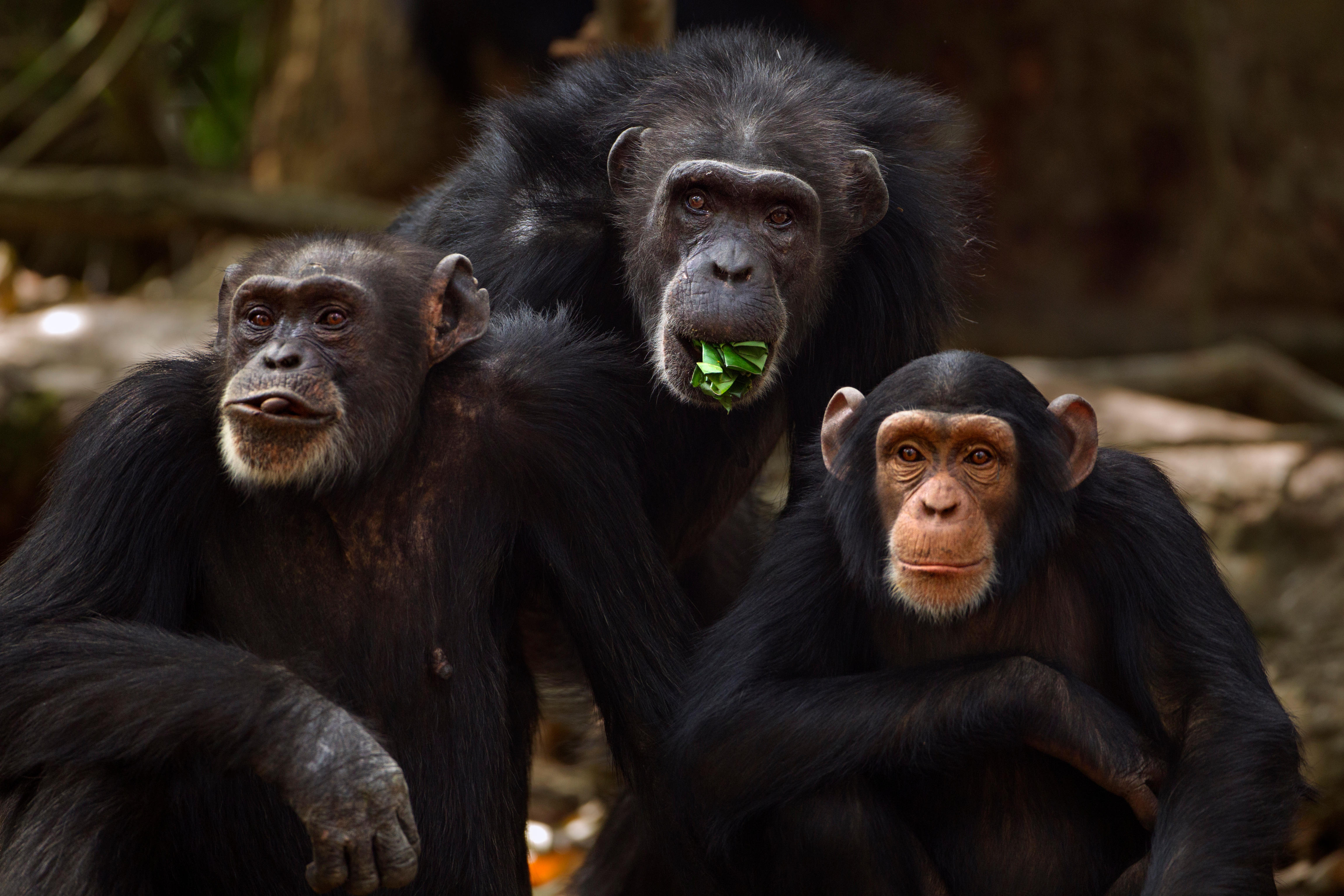 Oldest member of famous tool-wielding chimpanzee tribe has died at the