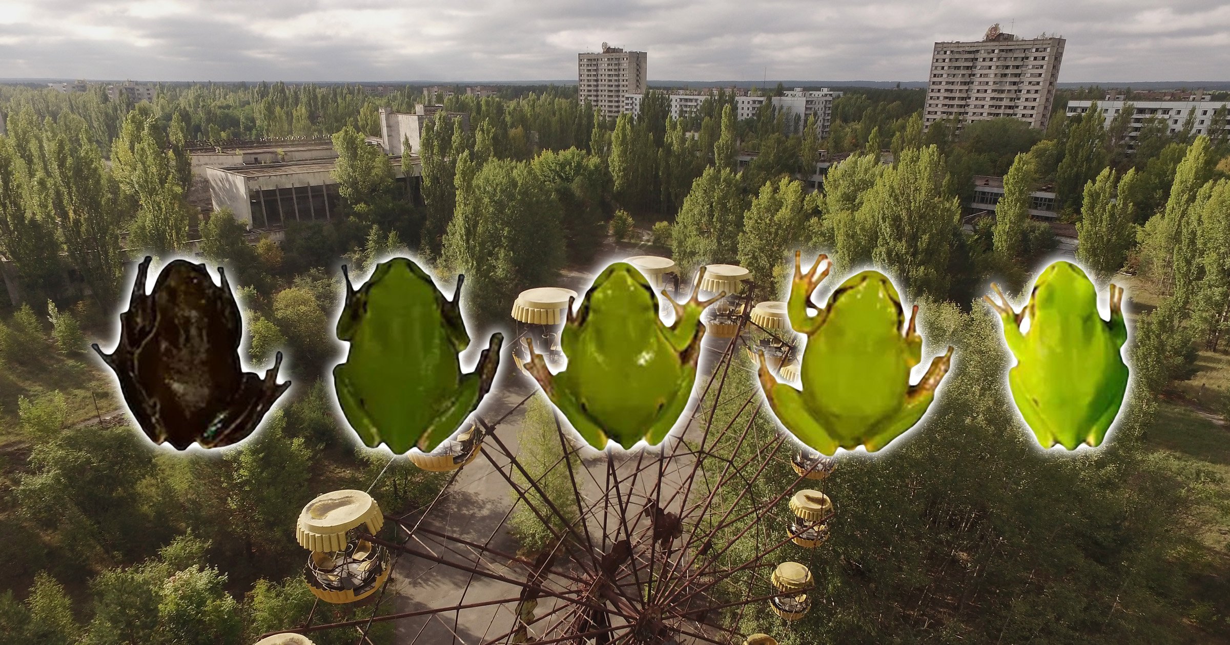 Mutant black frogs created after years of Chernobyl radiation exposure