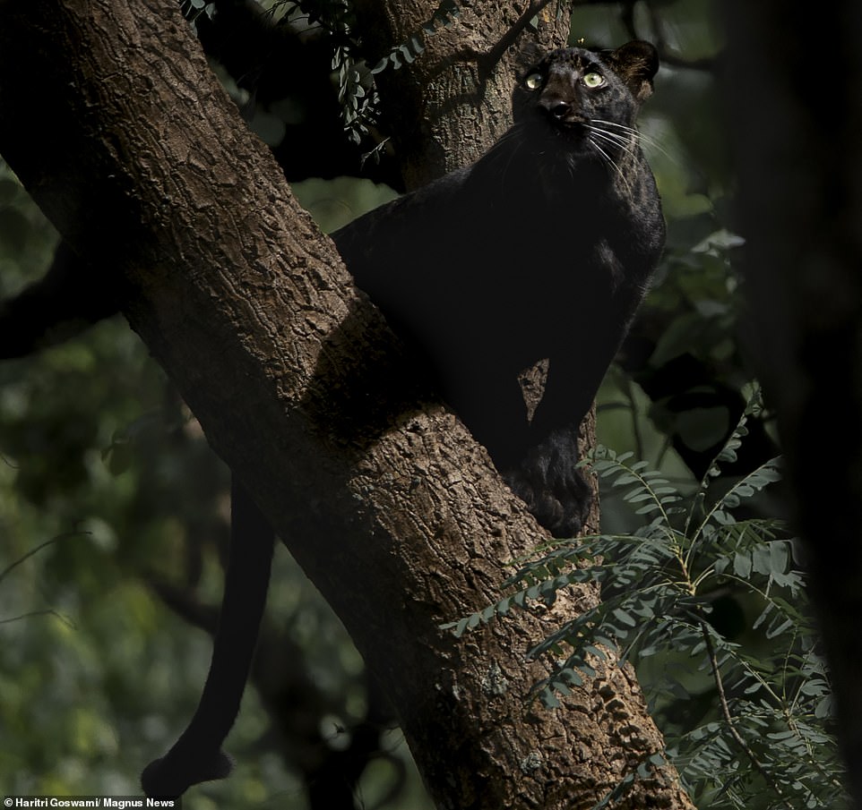 Extremely rare BLACK leopard - dubbed Bagheera after the Jungle Book character - is spotted in India