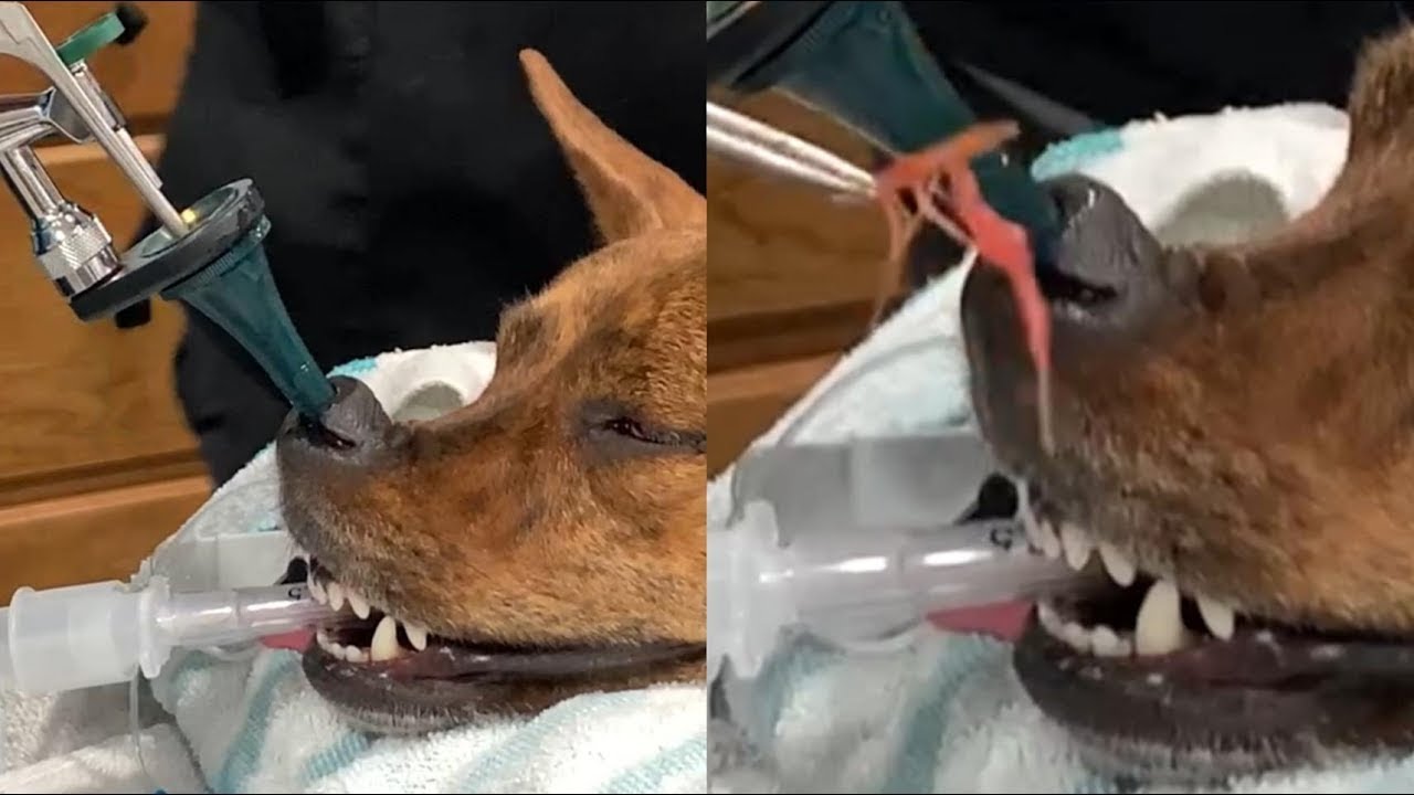 Removing A Giant Foxtail From A Poor Dog's Nose