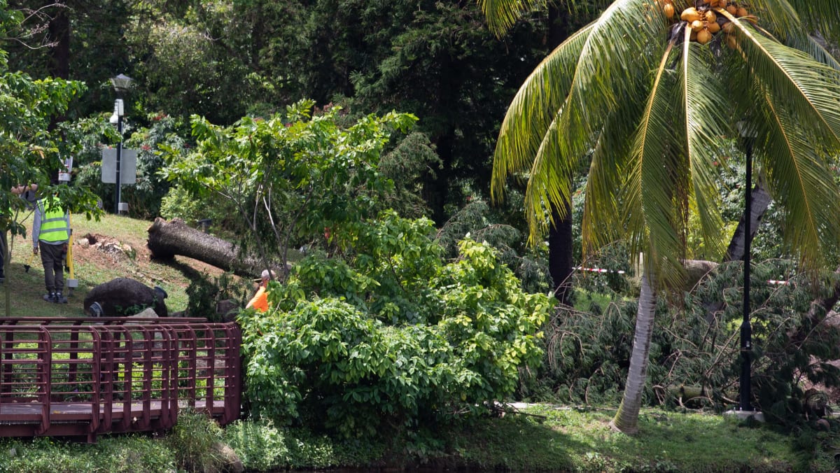 Tree that fell and killed woman at Marsiling Park had termite infestation but no external signs, coroner's inquiry hears