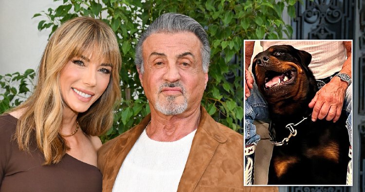 Sylvester Stallone and wife Jennifer Flavin ‘keeping rottweiler’ as ...