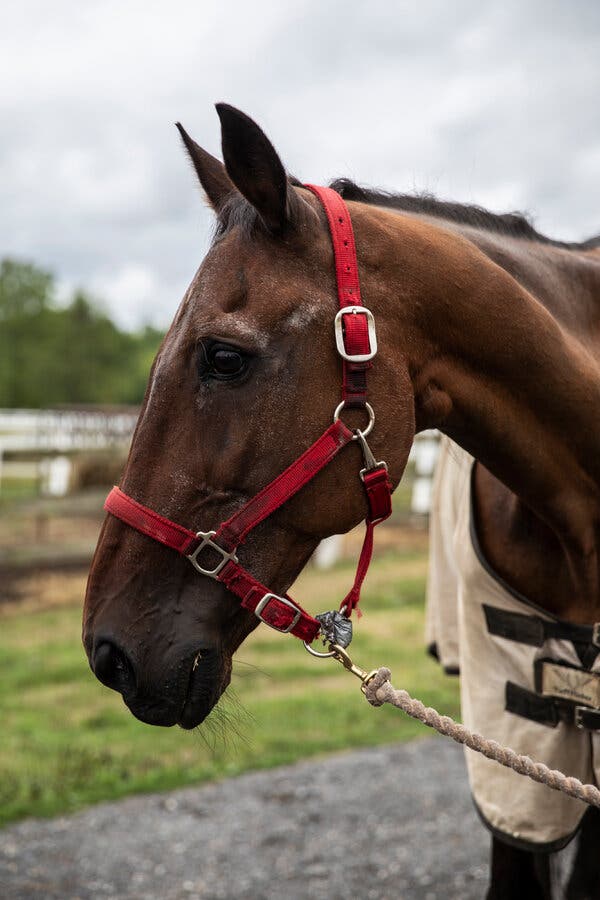 The Horse Who Reignited New York’s Carriage Ride Controversy Has Died