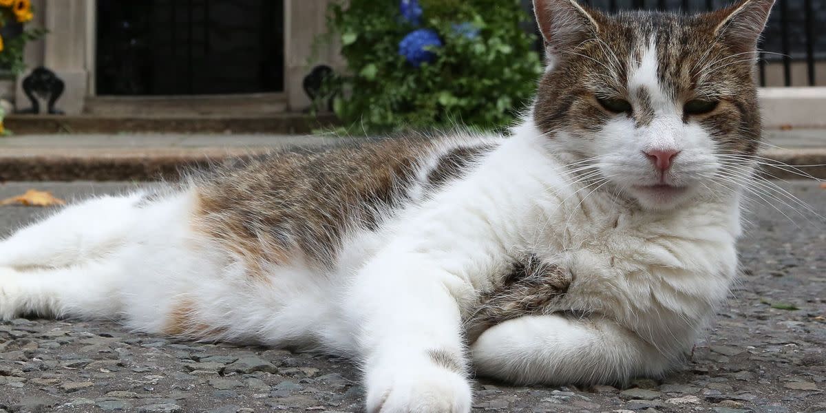 'Chief mouser' larry the cat has now outlasted 4 UK prime ministers