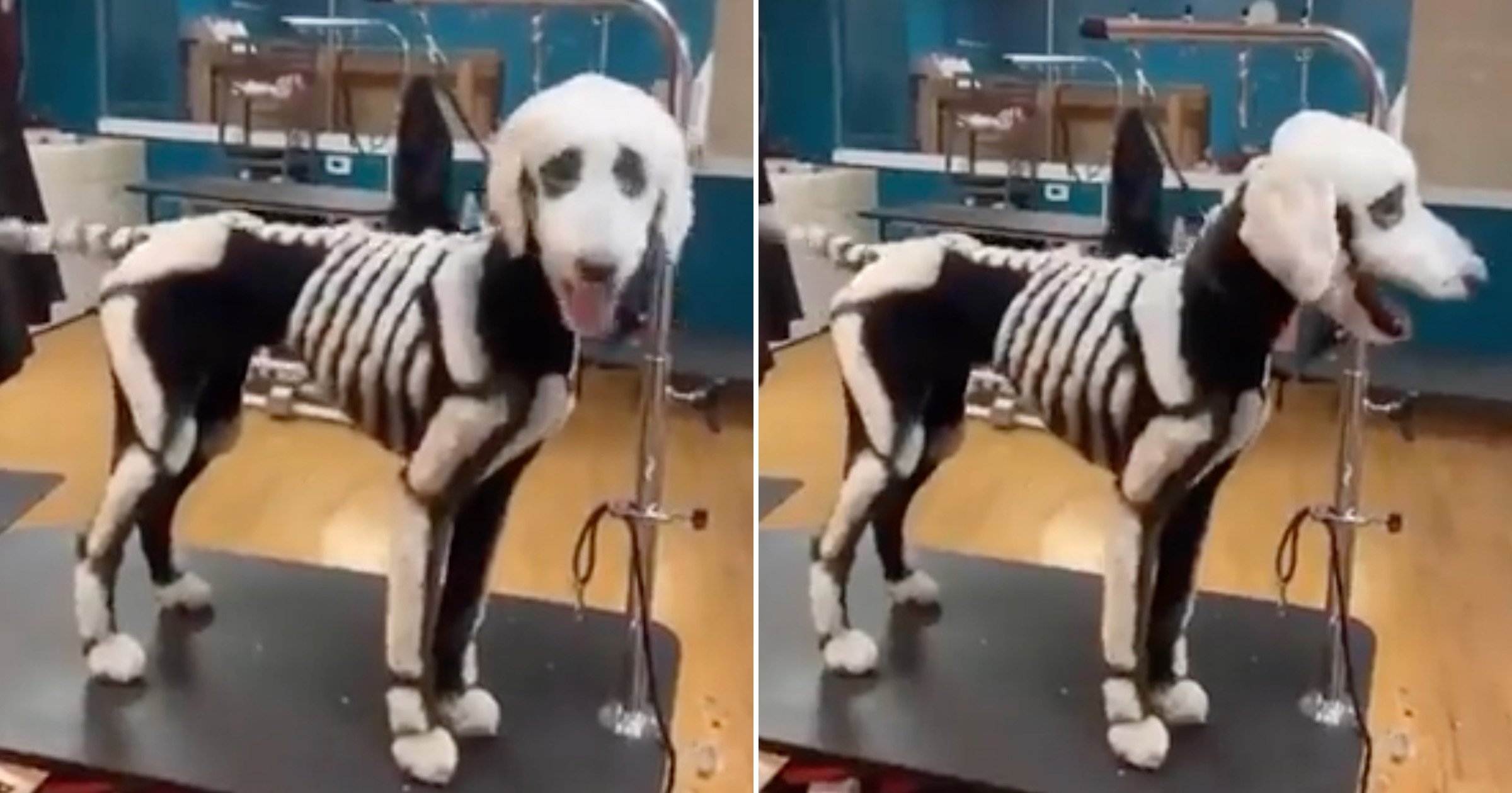 Poodle given spooky skeleton makeover for Halloween