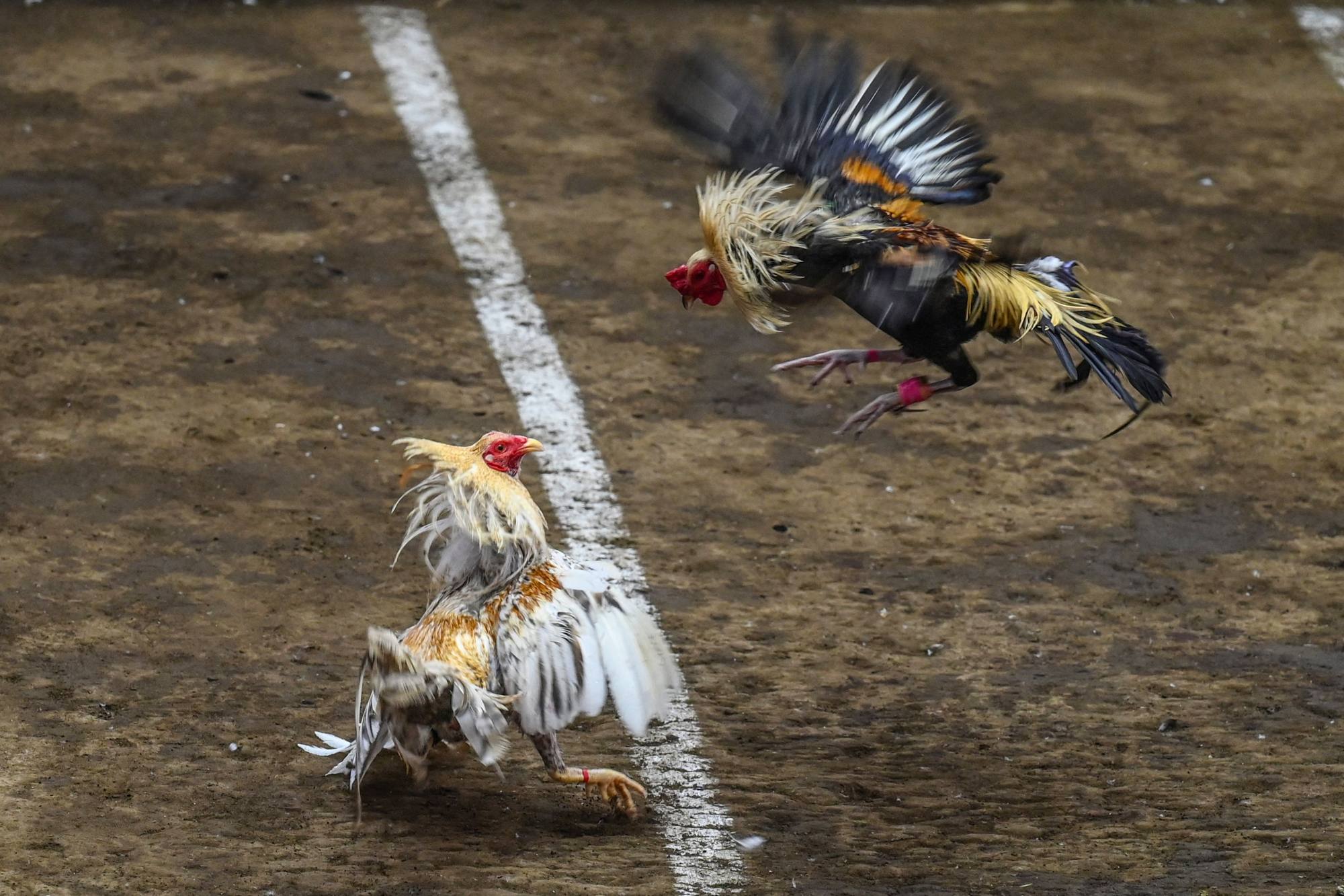 Philippine cockfights more popular than ever, despite efforts to shut down blood sport