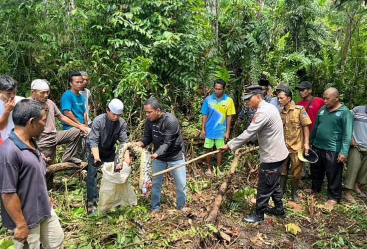 HORRIFYING: Indonesian Woman Eaten Alive By Giant 22ft Python; Locals ...