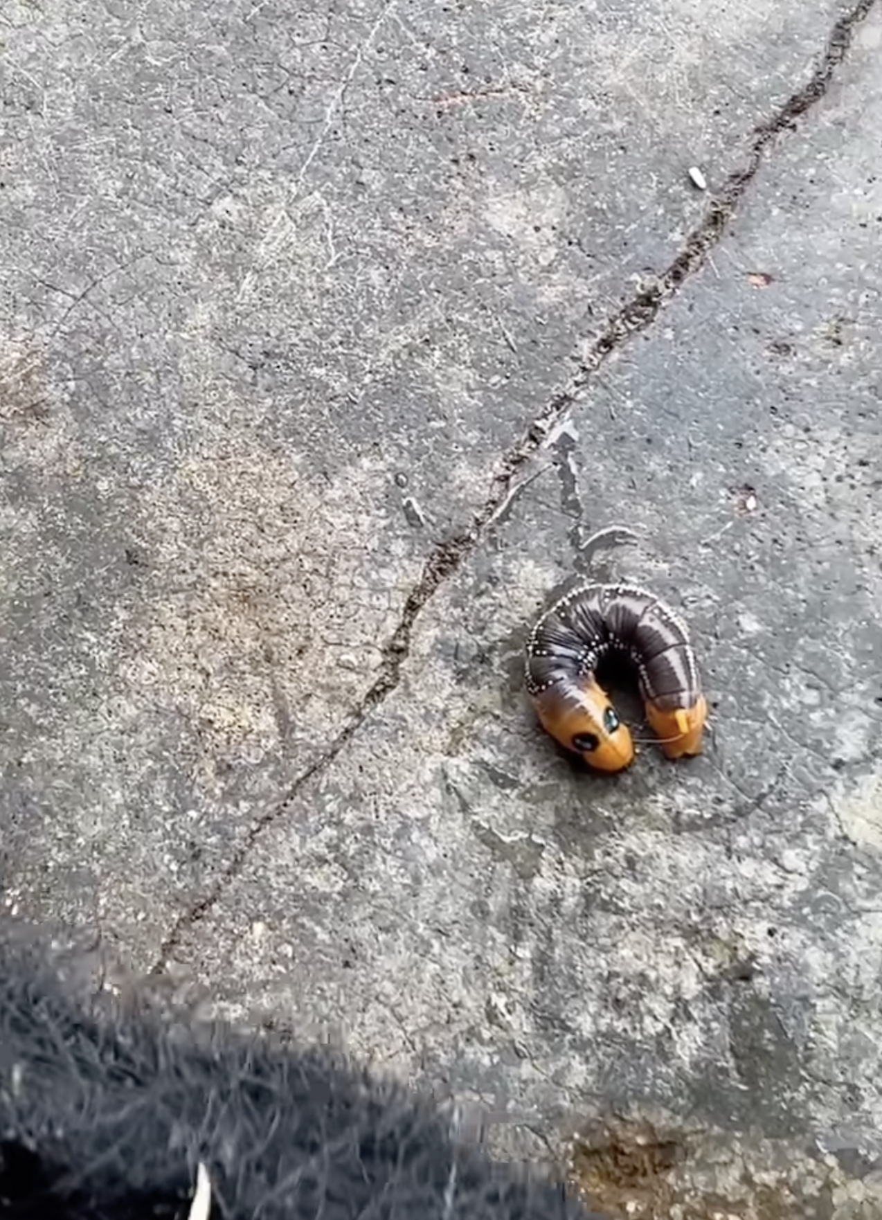 I choose you, Weedle! Huge worm with horn spotted in Johor Bahru looks like real-life Pokémon