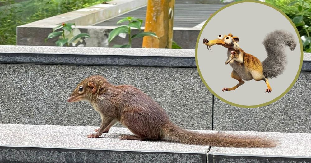 Ice Age's Scrat look-alike spotted in S'pore