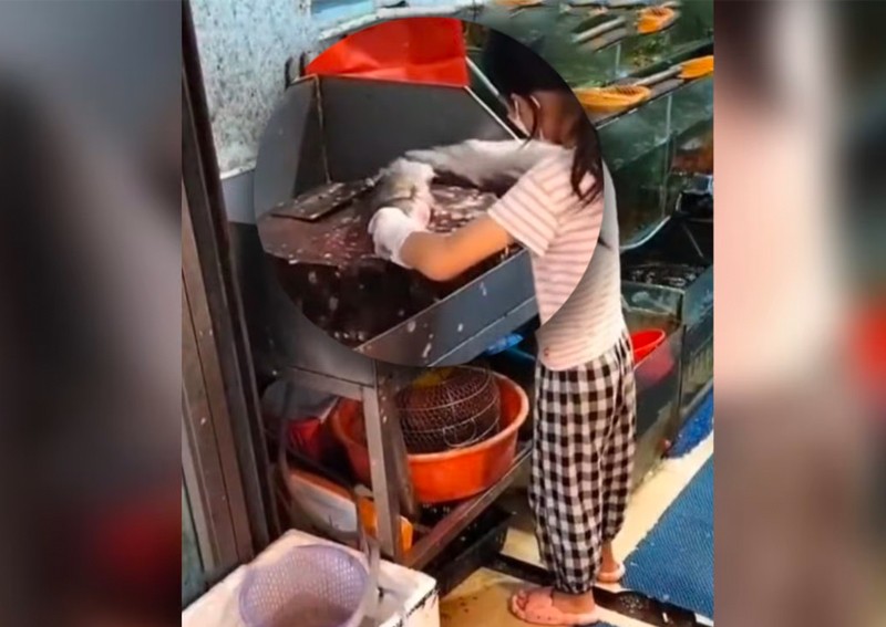 'She started gutting fish aged 3': Sublime knife skills of Chinese girl, 9, stun customers and millions online