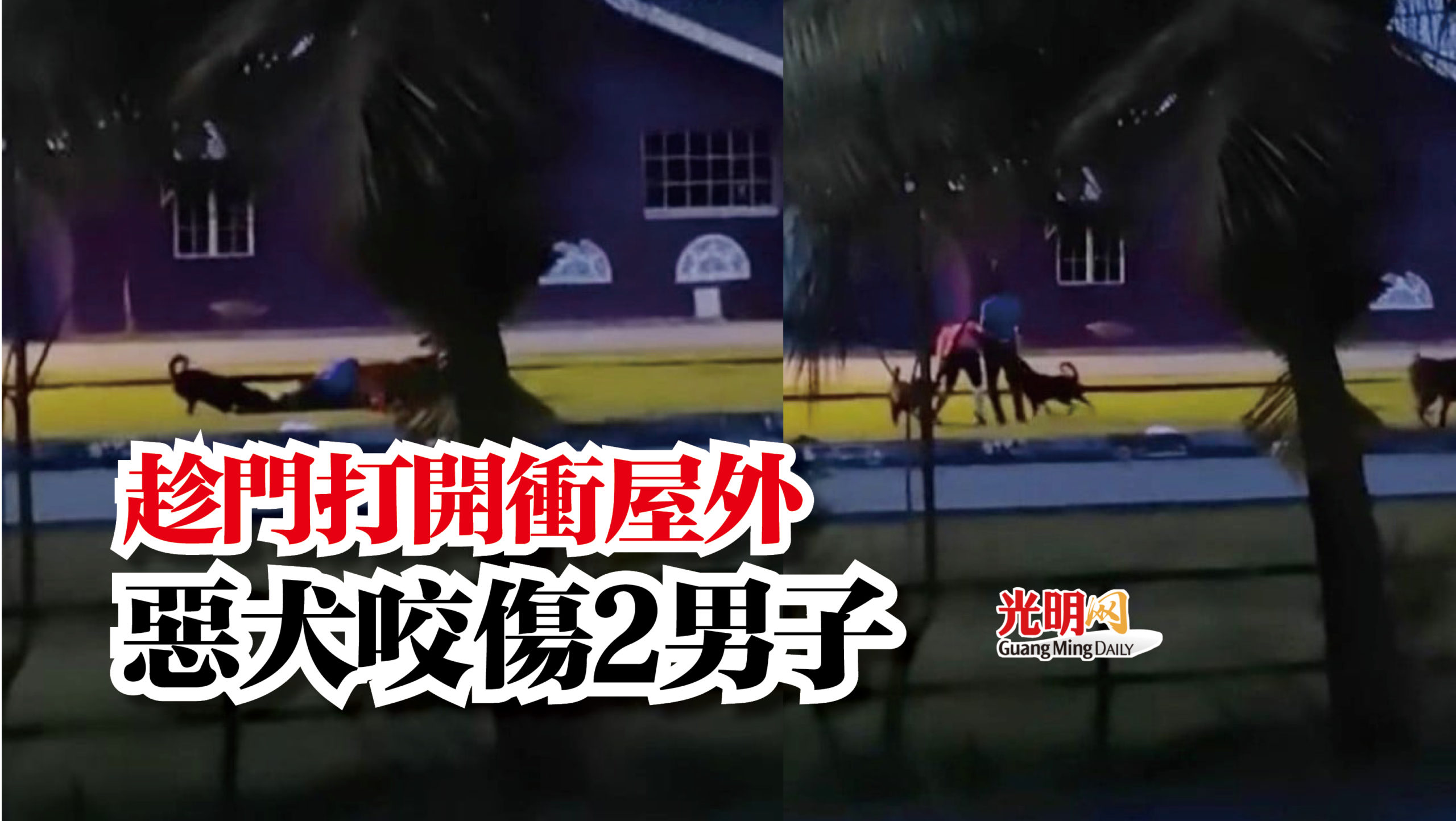 【有视频】趁门打开冲屋外 恶犬咬伤2男子