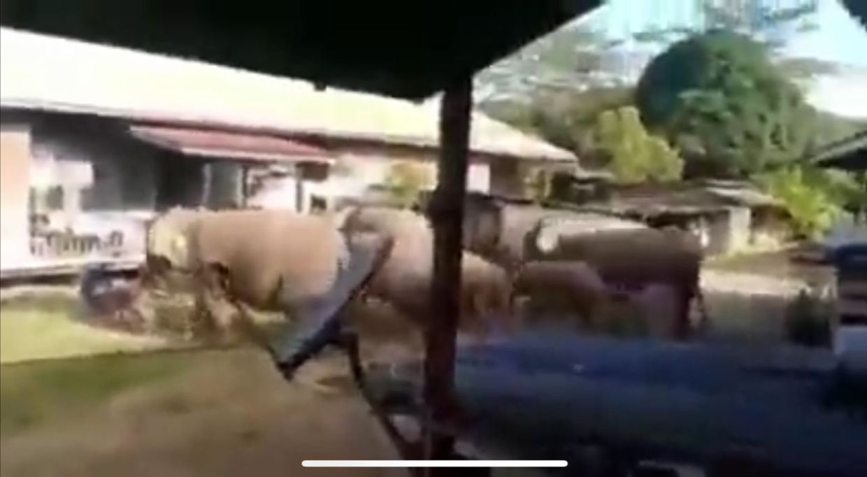 QuickCheck: Did a herd of pygmy elephants storm into a village in Tawau?