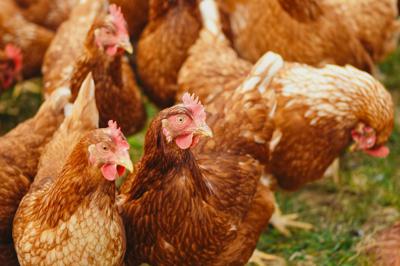 QuickCheck: Is the egg shortage caused by chickens not wanting to mate?