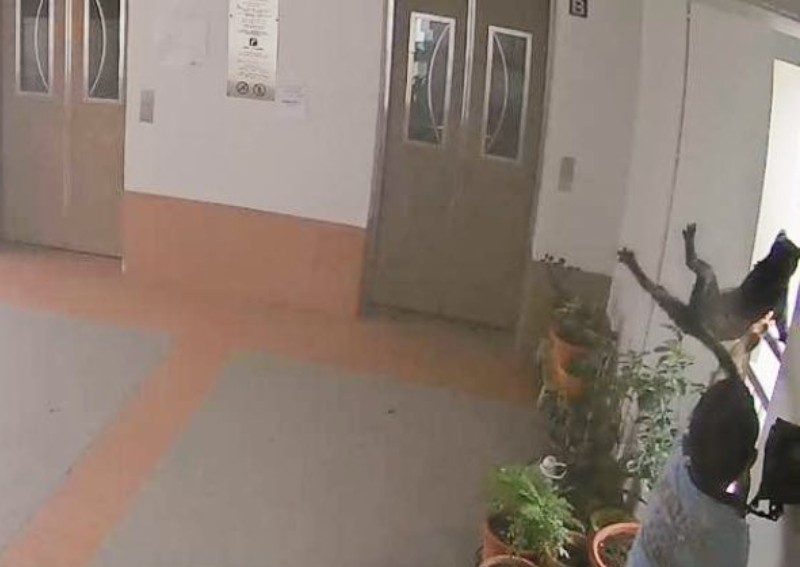 Boy filmed throwing cat off HDB block: 'Deeply disturbed' SPCA escalates case to authorities
