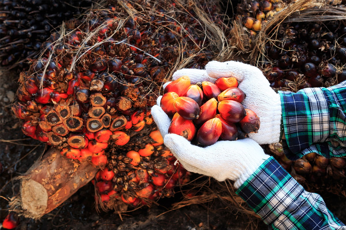 Why palm oil is key for food security and sustainability 