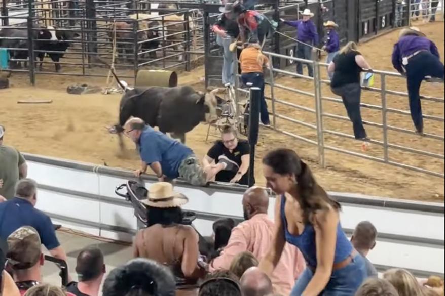 Frantic crowd flees bull charging into stands at Florida State Fairgrounds, video shows