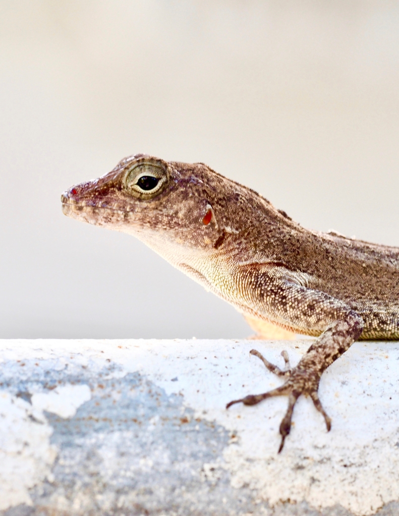 Lizards from the forests in Puerto Rico have genetically morphed to survive city life