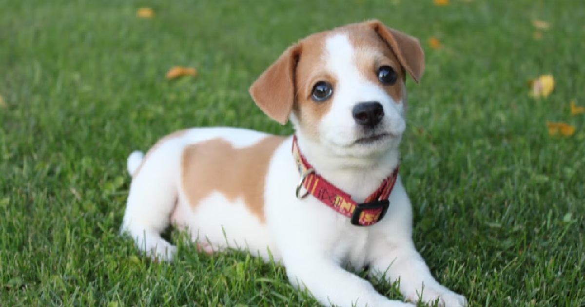 DOG RAN TOWARDS OLD COUPLE & FREAKED THEM OUT, NETIZEN ASKS IS IT ILLEGAL TO UNLEASH DOGS