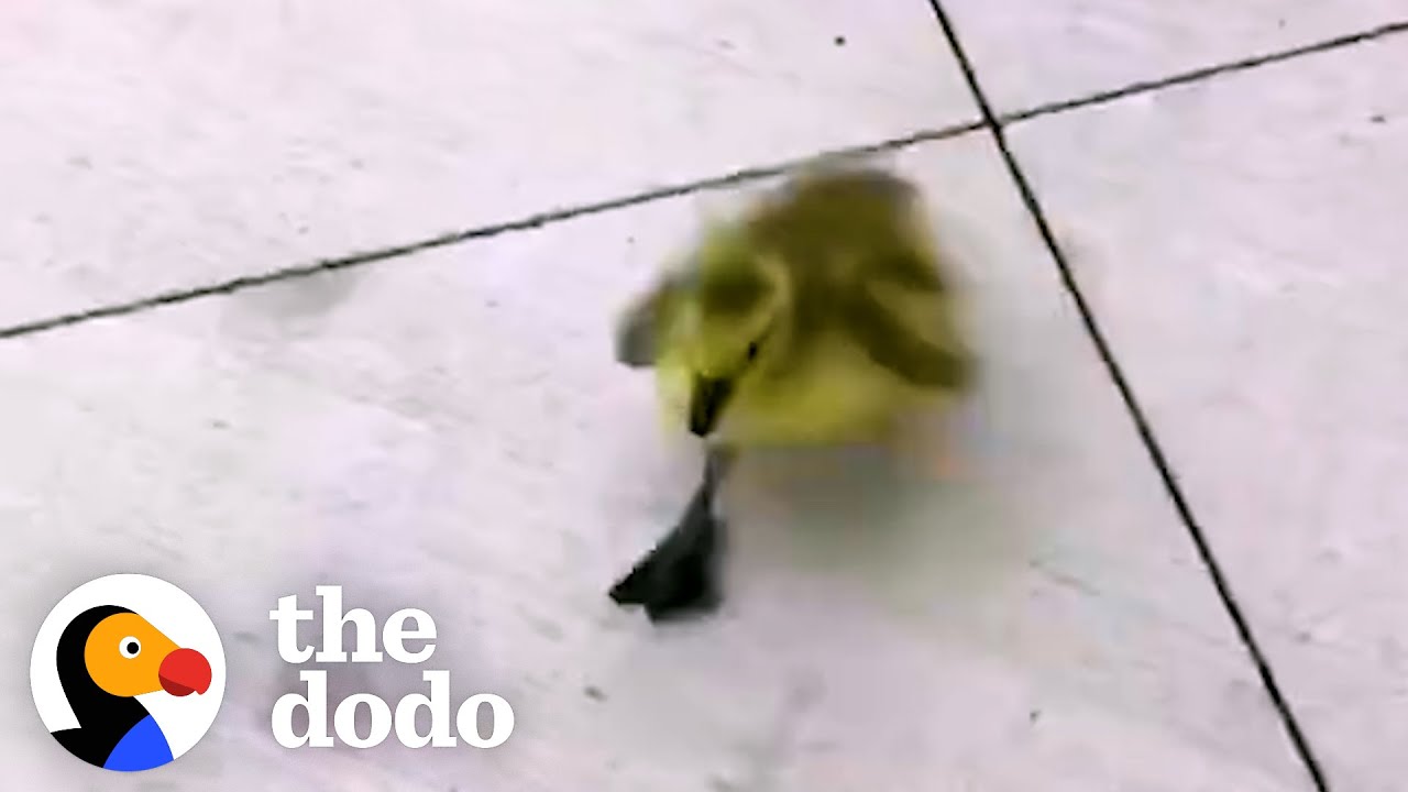 Guy Makes It His Life Mission To Reunite Lost Baby Goose With His Family | The Dodo