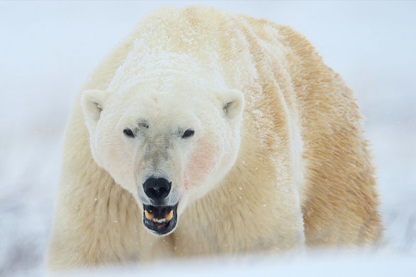 Polar bear attacks and kills woman and boy in remote Alaskan village ...