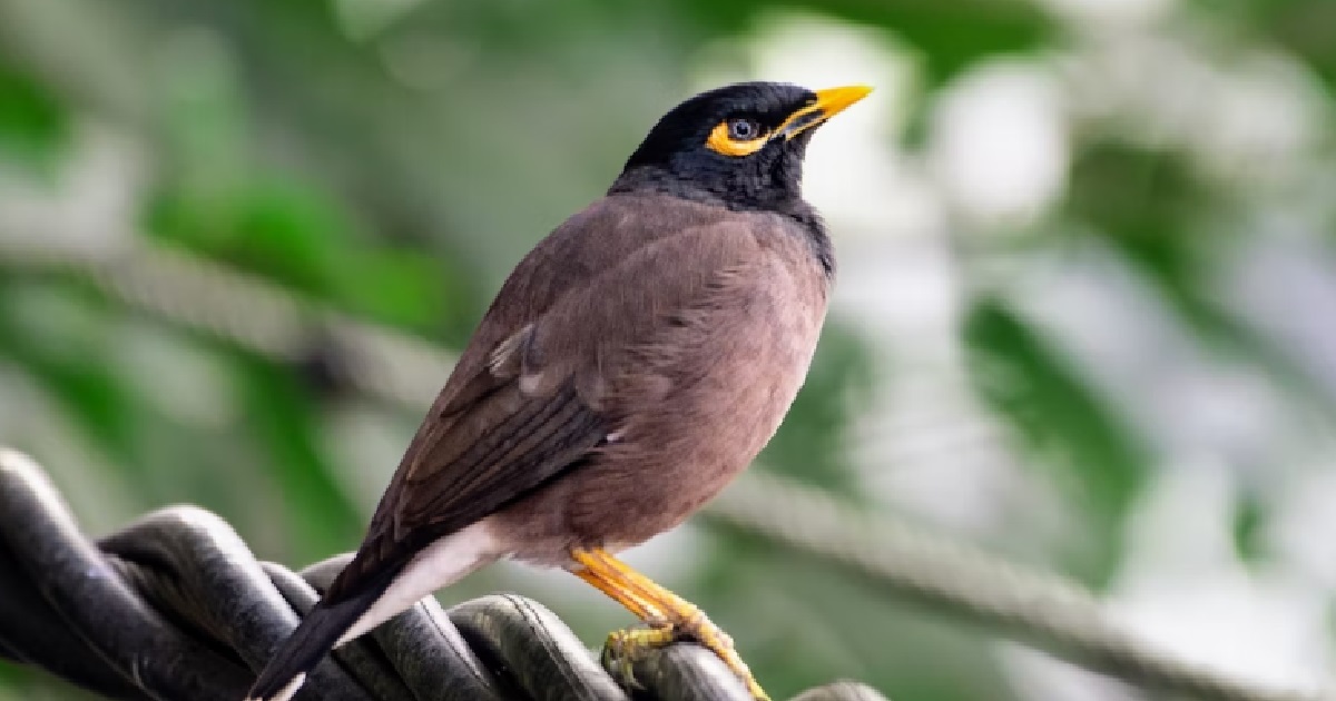 WIFE SUDDENLY DISGUSTED BY THE SMELL & TASTE OF HUSBAND’S KUKUBIRD, CAN’T “SLURP SLURP” ANYMORE