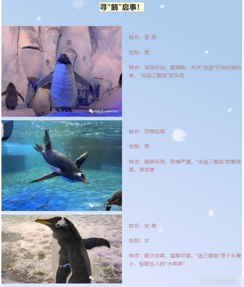 内蒙古野生动物园发寻「鹅」启事 另类宣传成功吸睛