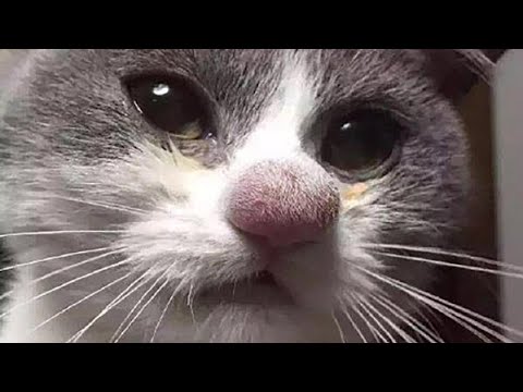 Gigantic Botfly Maggot Removed From A Small Kitten's Nose (Part 155)
