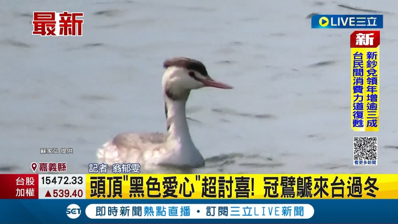 你是黑面琵鹭的好朋友吗~头顶"黑色爱心"超讨喜! 冠鷿鷈来台过冬│记者 翁郁雯│【萌宠54来当家】20230130│三立新闻台