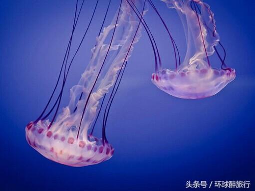 盘点9种“美丽却致命”的海洋生物，其中超过一半属于毒物！