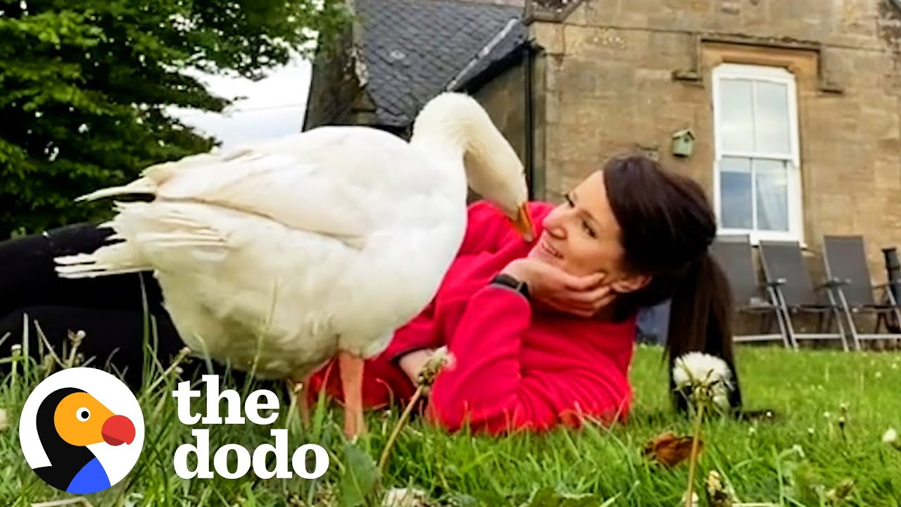 Protective Goose Thinks This Woman Is His Mate | The Dodo