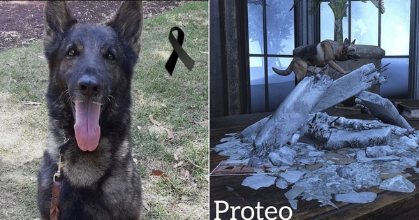 Turkish Game Company Pays Tribute To Fallen Mexican Rescue Dog Proteo In The Sweetest Way