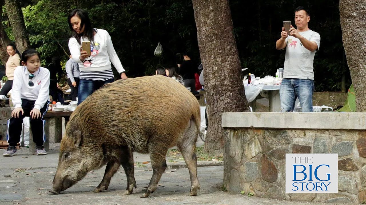 Wild boars could recolonise all of Singapore in a decade | THE BIG STORY