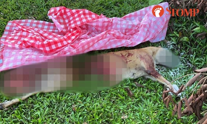 SMRT bus runs over stray dog in Lim Chu Kang, driver instructed to carry on with journey