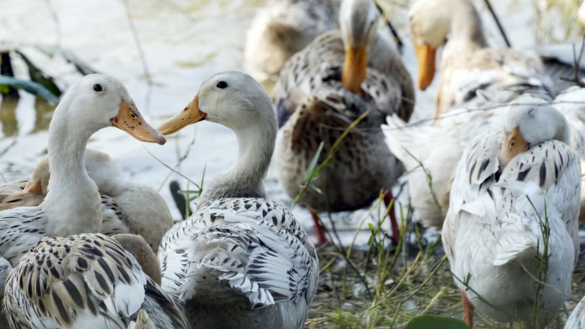 Father of Cambodian girl who died from bird flu tests positive for virus