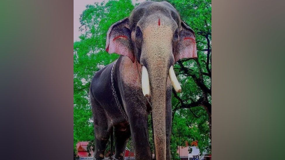 Kerala: India temple replaces elephant with robot for rituals