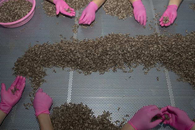 EU accused of waging food war