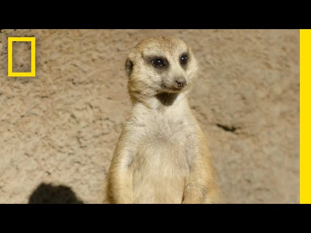 The Social Ranking of Meerkats | Magic of Disney's Animal Kingdom