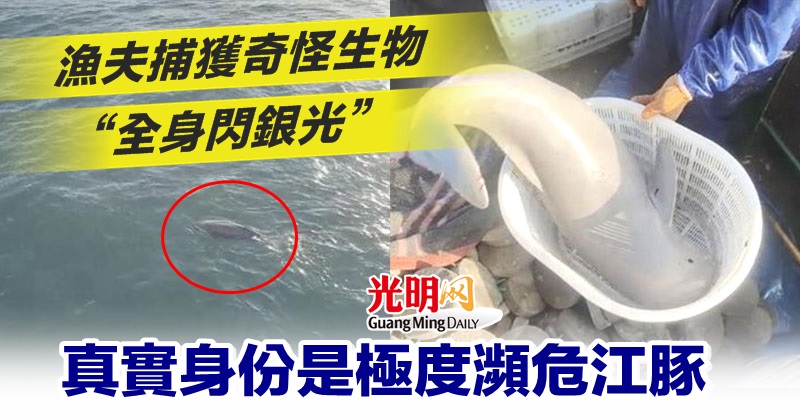 渔夫捕获奇怪生物“全身闪银光” 真实身份是极度濒危江豚