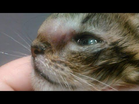 Removing A Gigantic Warble From Inside A Small Kitten's Nose (Part 165)