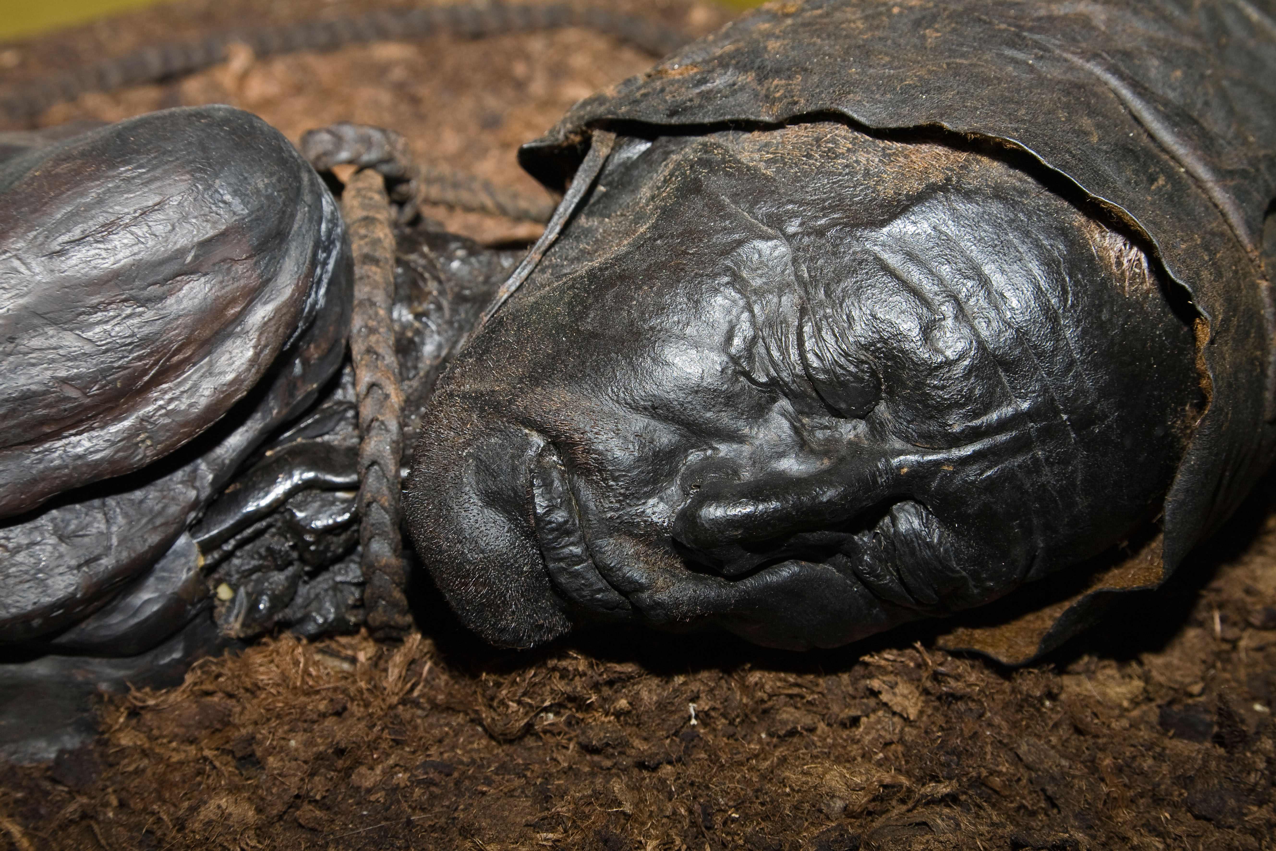 Tollund Man so well preserved guts reveal alarming last meal from 2,400 years ago
