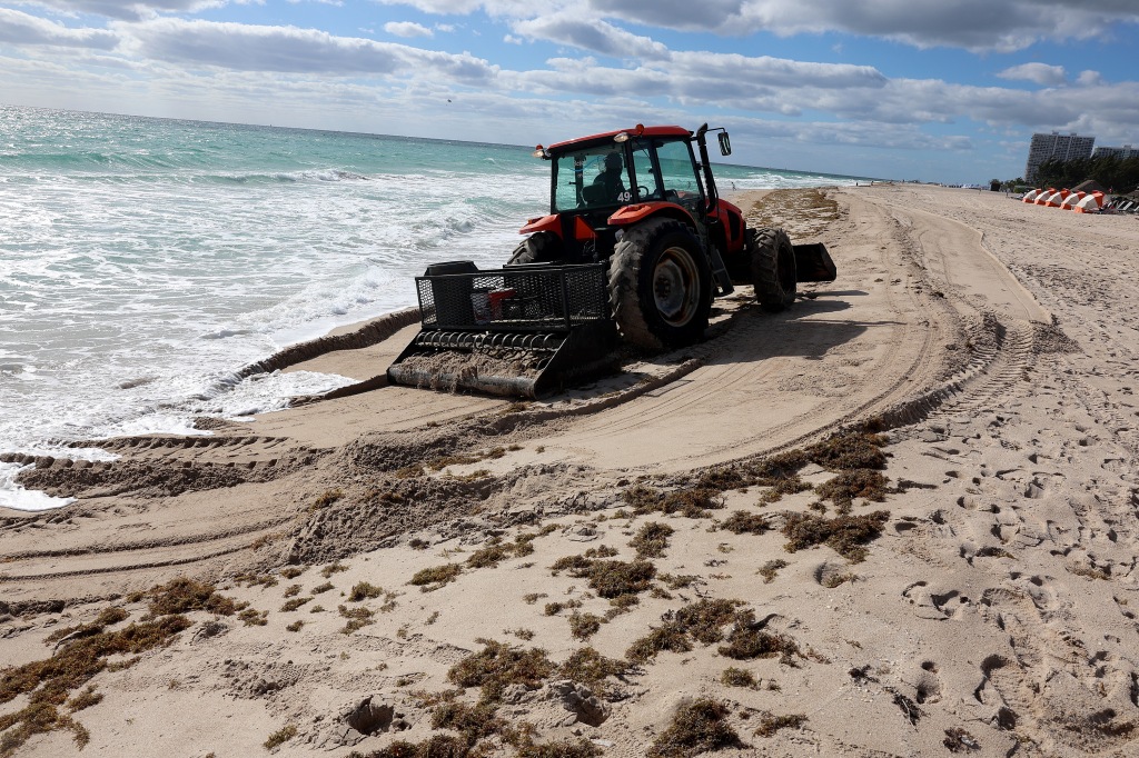 Massive seaweed bloom starts washing ashore on Florida beaches