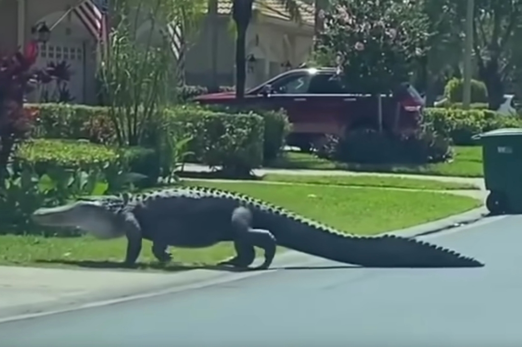 Wild video shows 10-foot-long alligator strutting through upscale Fla. community