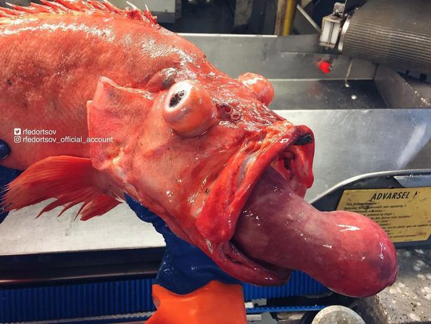 Fisherman discovers mysterious deep ocean 'alien from the depths' with strange tentacles