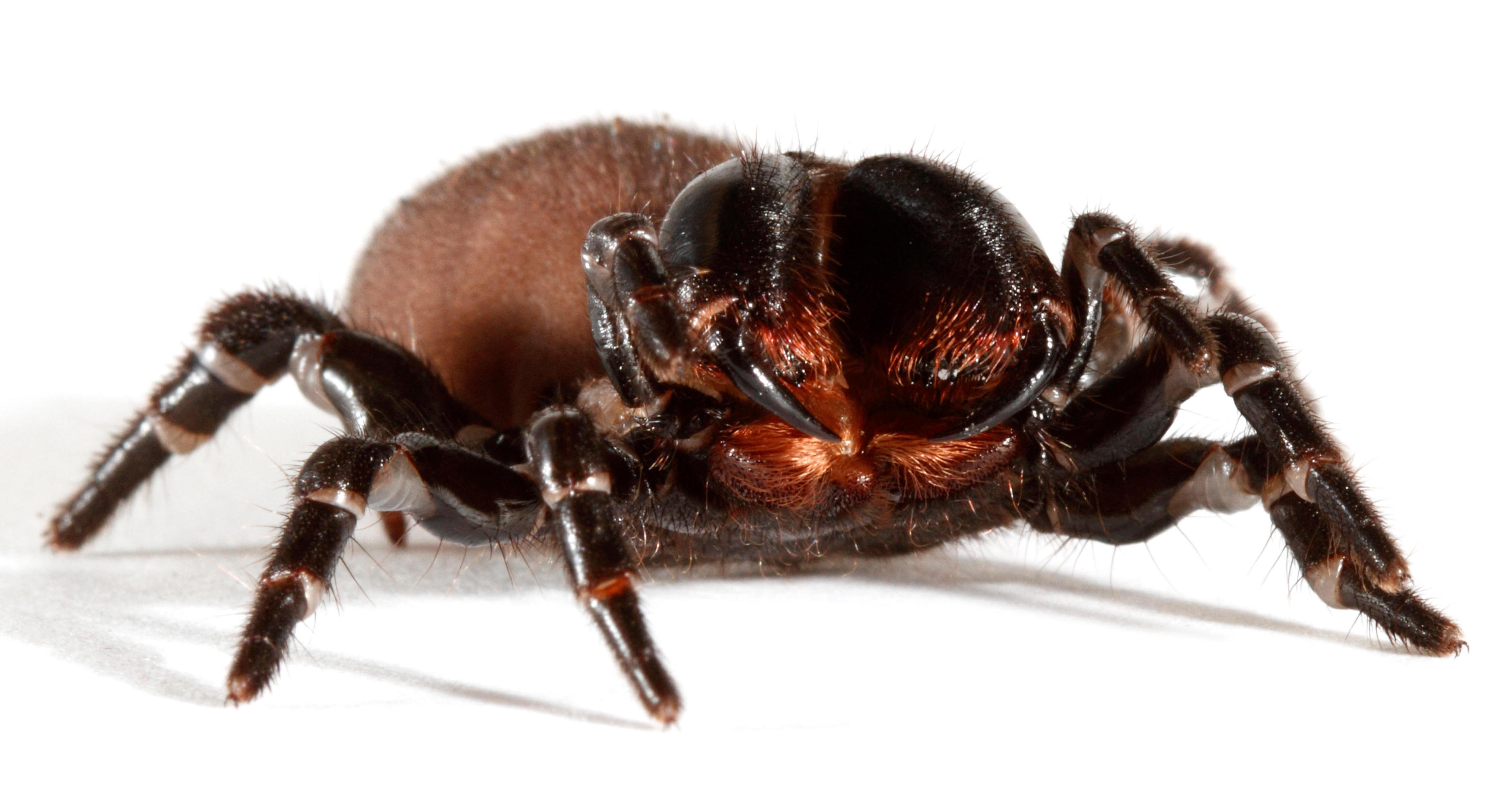 Australian woman issues warning after finding four highly-venomous spiders swimming in her pool