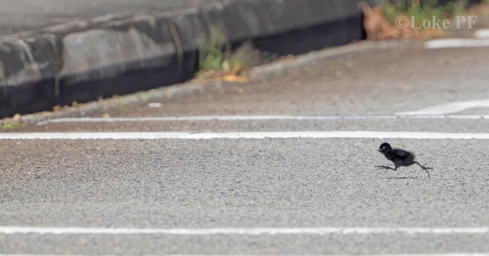 Tiny White-breasted waterhen chick spotted dashing across the road with all its might at Woodlands Waterfront Park