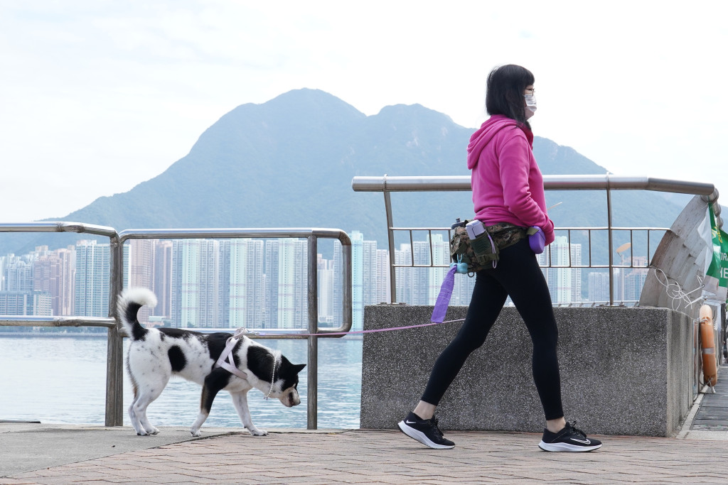 3个月大洛威拿狗女遭剪耳断尾遗弃元朗垃圾站 巿民目击剪耳幼犬曾现身黄埔