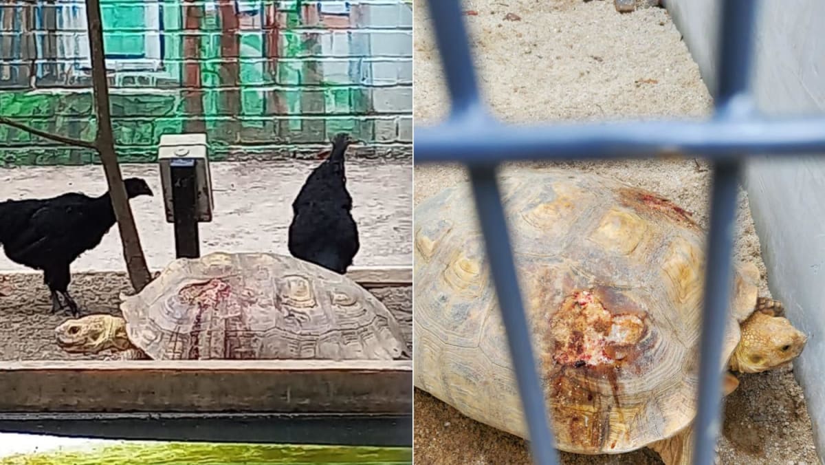NParks officers intervene at Ang Mo Kio community farm after photos of injured tortoise posted online