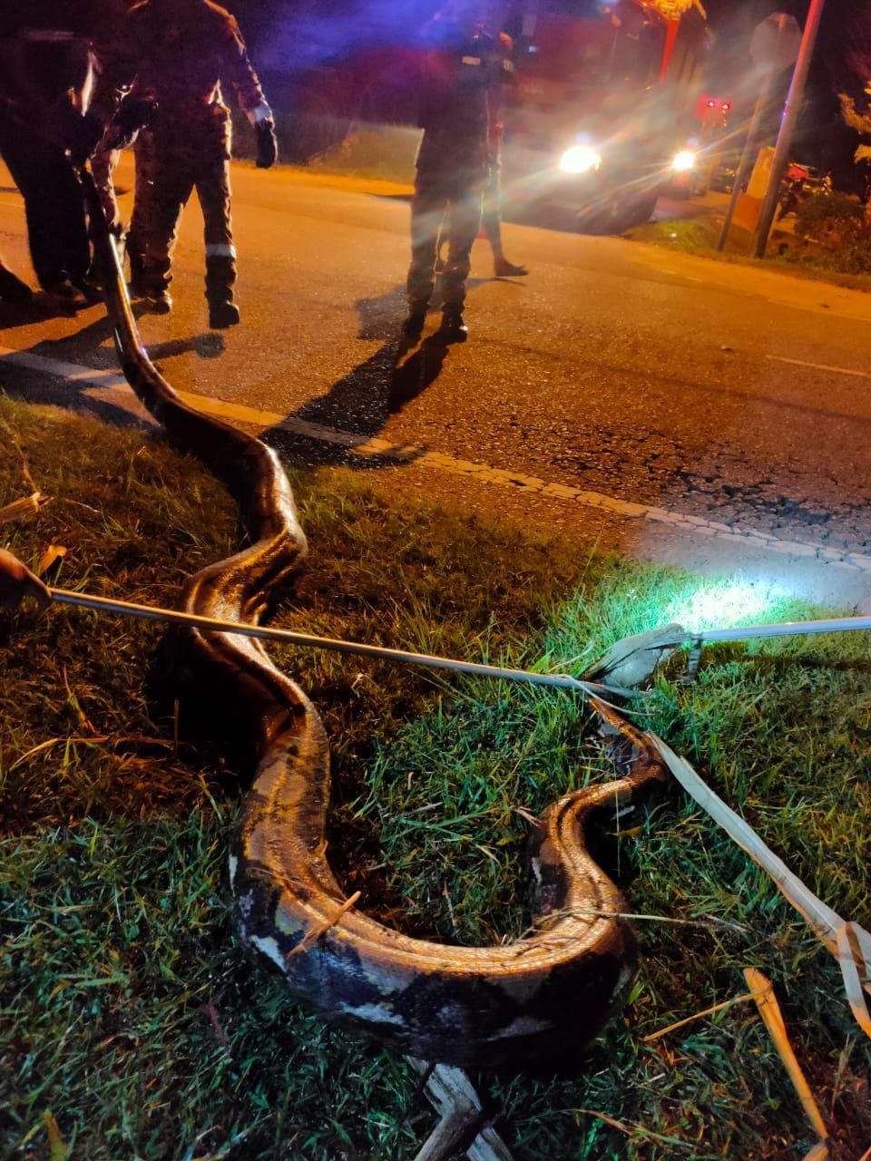 Bomba captures 7m-long python caught in drain near Sekinchan mosque