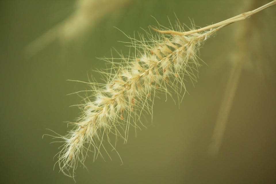 The three different types of hay fever as pollen bomb to hit UK