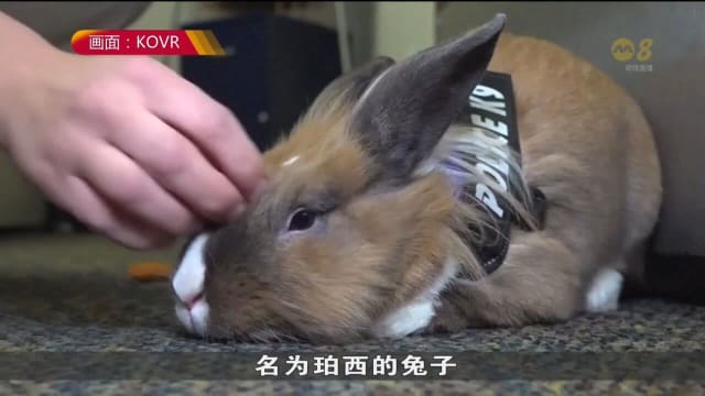 美国北加州兔子警官获擢升 助警员舒解压力